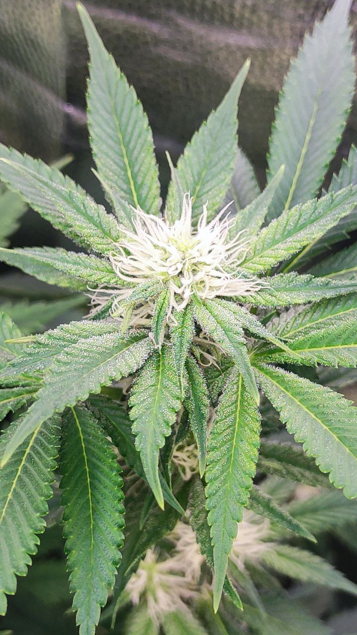 1 — копия (5).jpg