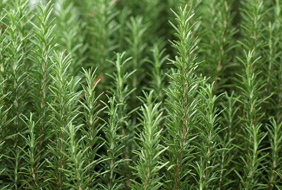 2025-06-24 09.42.17.jpg