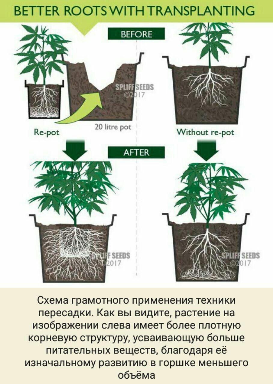 Для чего необходима пересадка растения.jpg