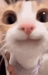happy-cat.gif