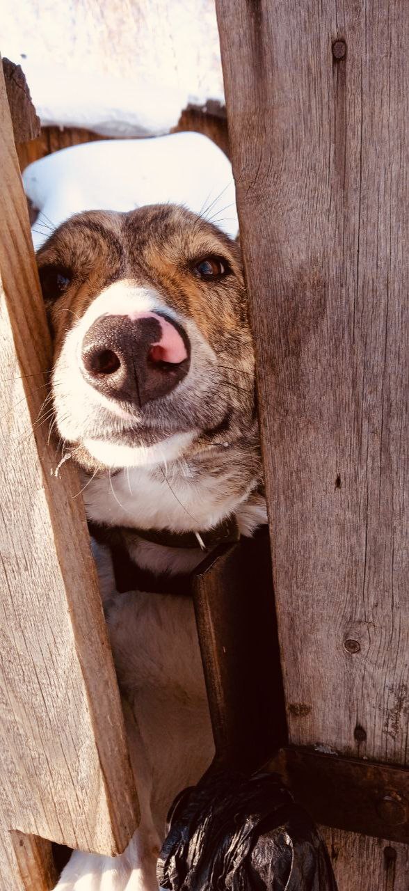 нос друган.jpg