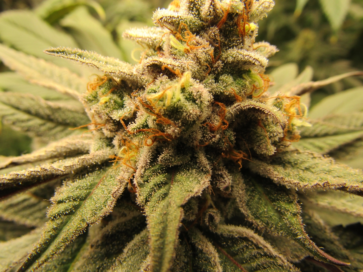 Скриншот 11-03-2022 000221.jpg