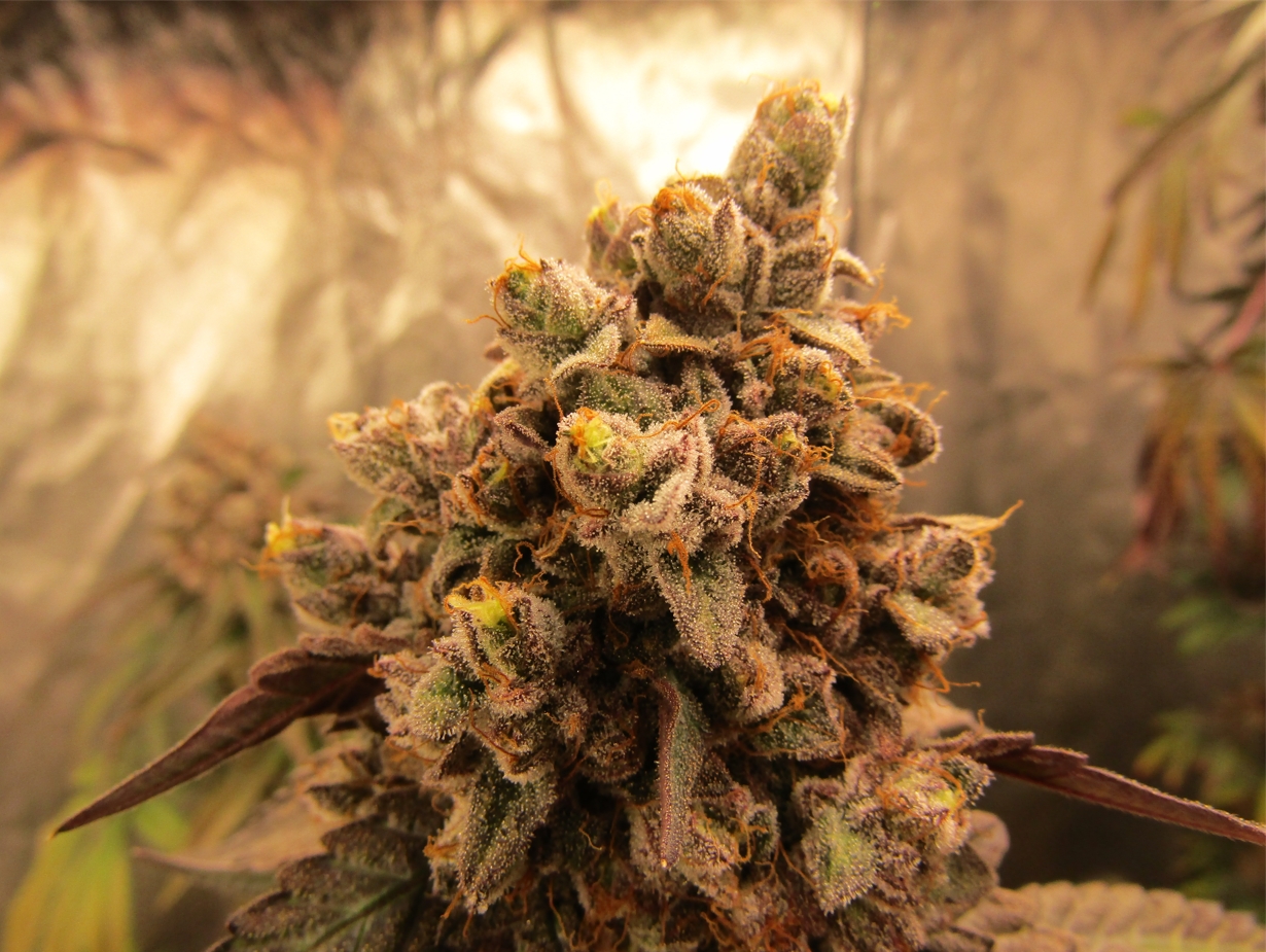 Скриншот 27-03-2022 231540.jpg