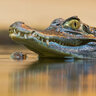 _Caiman_